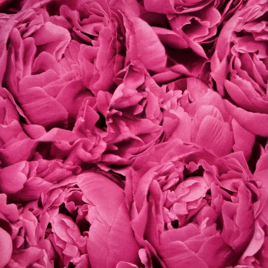 Шпалери вінілові на флізеліновій основі Rasch Freundin рожевий 0,53 х 10,05м (464245), Рожевий, Бордовий