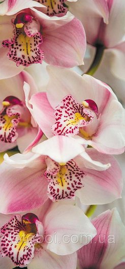 Фотообои простая бумага Орхидеи 6 листов 210 см х 96 см
