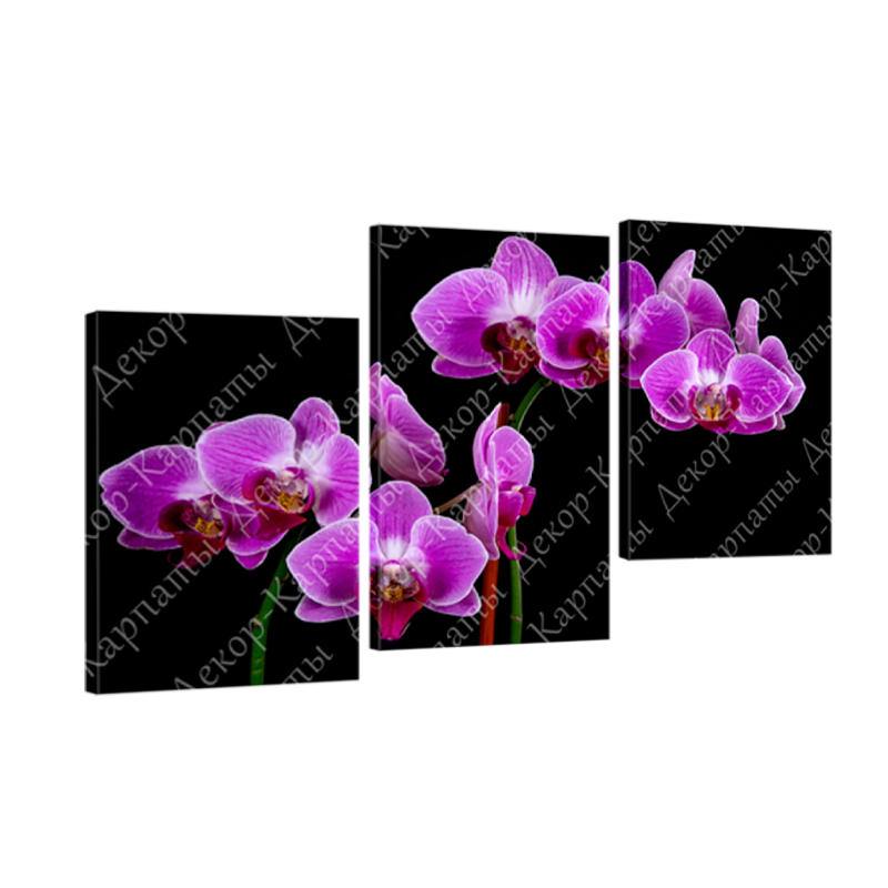 Картина модульная 3 части Орхидеи 70 х 110 см