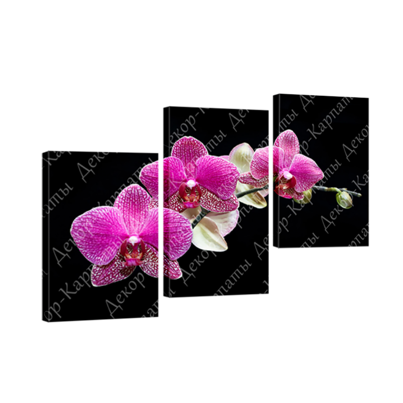 Картина модульная 3 части Орхидеи 70 х 110 см