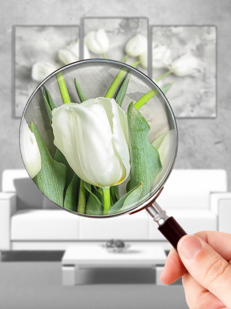 Модульная картина в гостиную/спальню для интерьера "Белые тюльпаны" 3 части 53 x 100 см (MK30170_E)