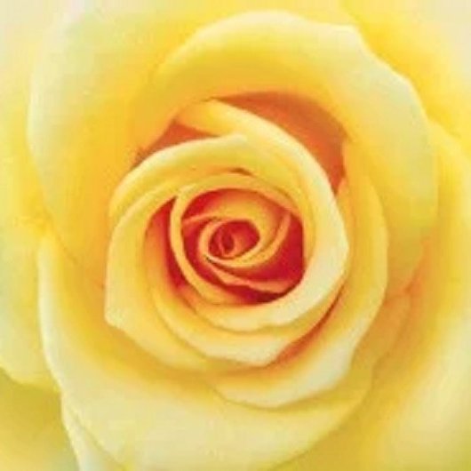 Фотошпалери звичайний папір Жовта троянда 12 аркушів 196 см х 210 см (121044)