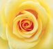 Фотошпалери звичайний папір Жовта троянда 12 аркушів 196 см х 210 см