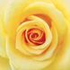 Фотошпалери звичайний папір Жовта троянда 12 аркушів 196 см х 210 см