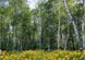 Фотошпалери звичайний папір Лісові красуні 8 аркушів 134 см x 194 см