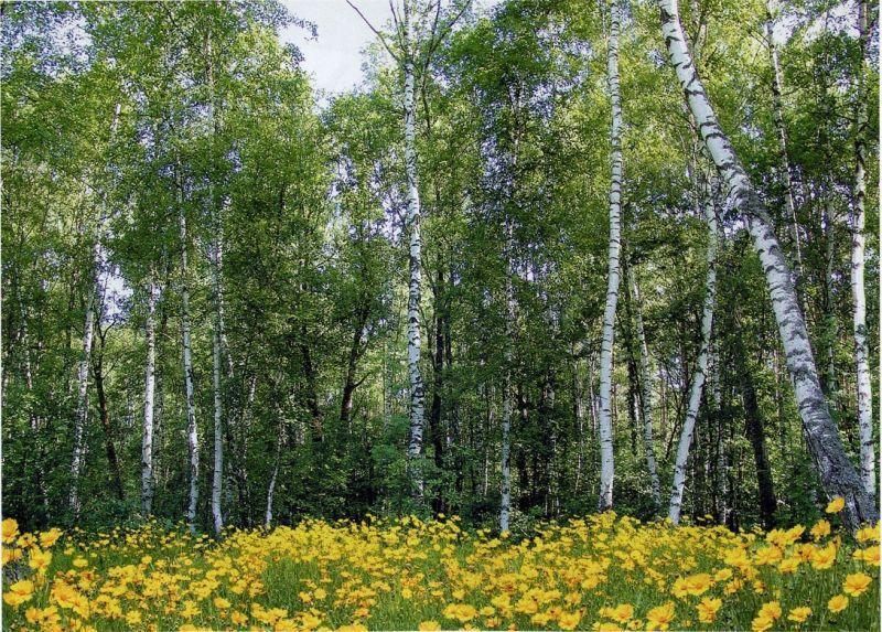 Фотошпалери звичайний папір Лісові красуні 8 аркушів 134 см x 194 см