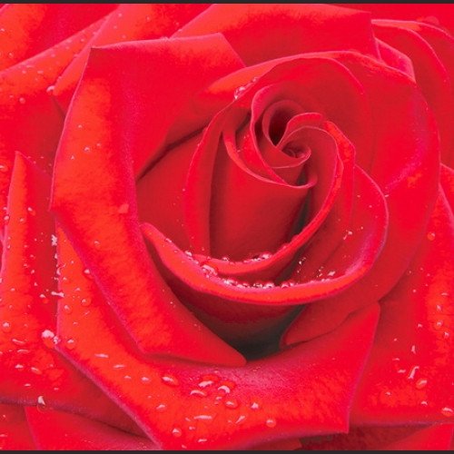 Фотошпалери звичайний папір Червона троянда 12 аркушів 196 см х 210 см
