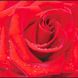 Фотошпалери звичайний папір Червона троянда 12 аркушів 196 см х 210 см