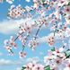 Фотошпалери звичайний папір Квітуча сакура 6 листів 140 см х 145 см