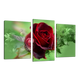 Модульна картина DK Place Ніжна Троянда 3 частини 53 x 100 см (511_3)