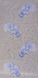 Шпалери акрилові на паперовій основі Слов'янські шпалери Garant В77,4 Перо бежевий 0,53 х 10,05м (7137-01)