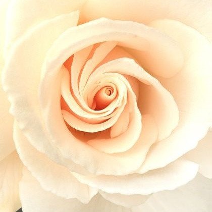 Фотошпалери звичайний папір Роза "Наречена" 4 листа 140 см х 97 см