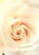 Фотообои простая бумага Роза "Невеста" 4 листа 140 см х 97 см