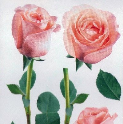 Наклейка декоративна Артдекор №12 Рожеві троянди