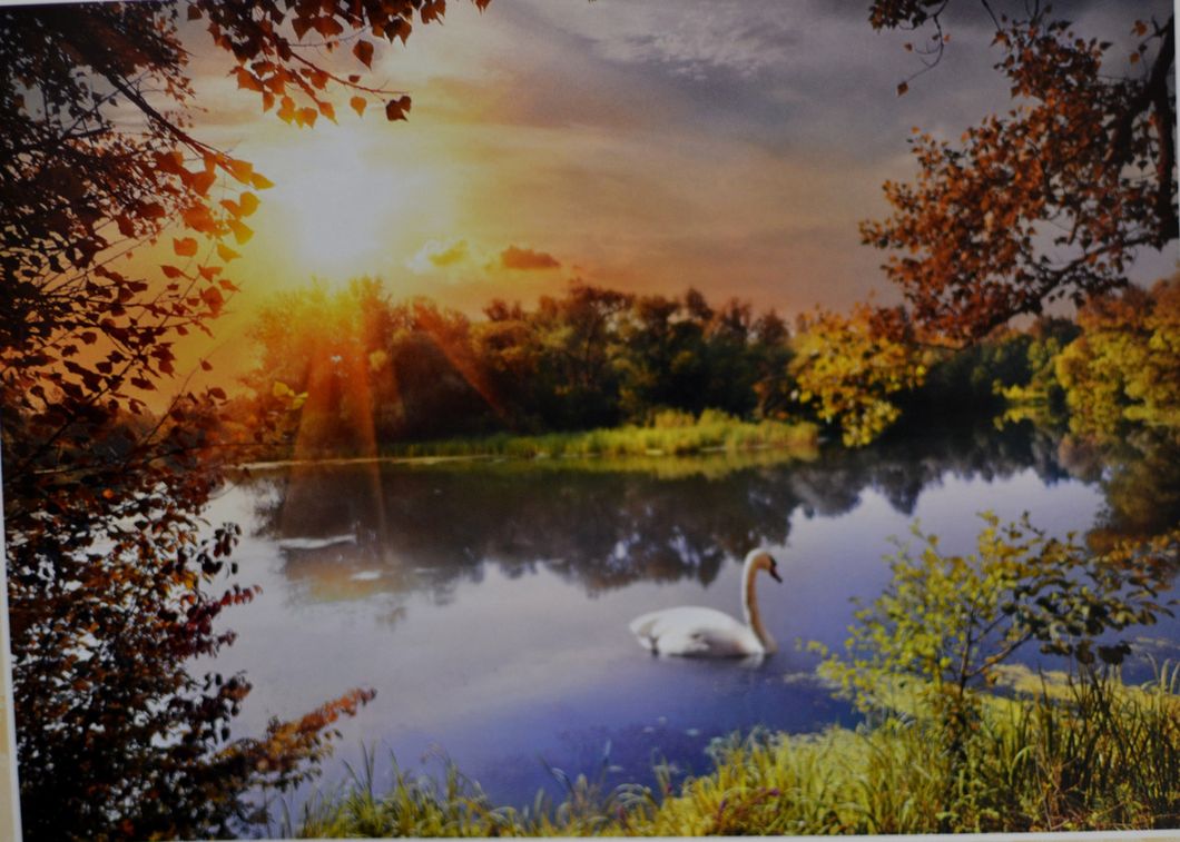 Фотообои плотная бумага ПРЕСТИЖ №35 Лебедь в озере 272 см х 196 см