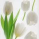 Наклейка декоративна Артдекор №23 Білі тюльпани