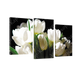 Картина модульная 3 части Белые тюльпаны 53 х 100 см