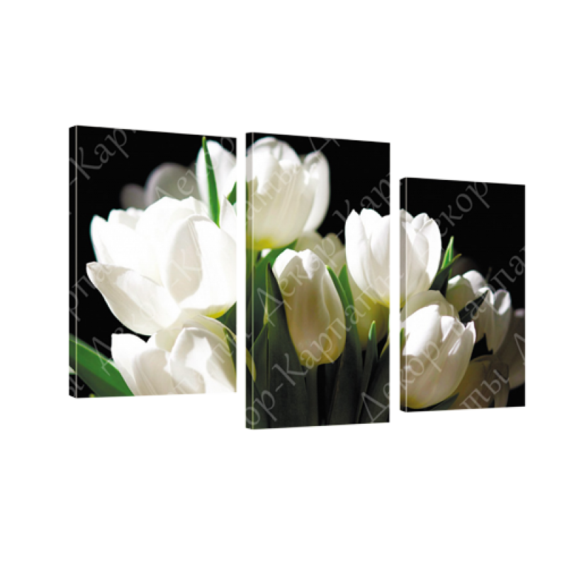 Картина модульная 3 части Белые тюльпаны 53 х 100 см