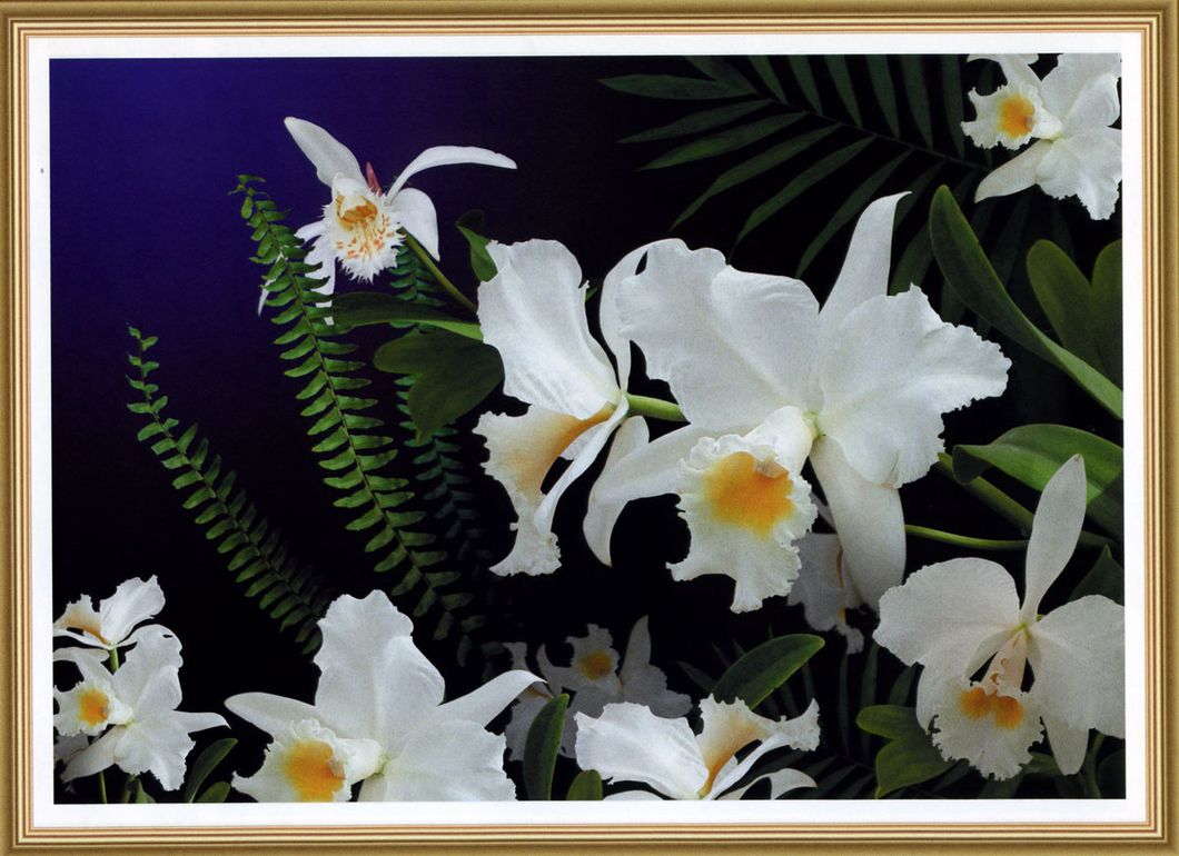 Фотошпалери звичайний папір Дика орхідея 16 аркушів 194 см х 268 см