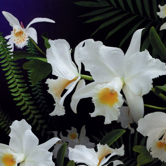 Фотообои простая бумага Дикая орхидея 16 листов 194 см х 268 см