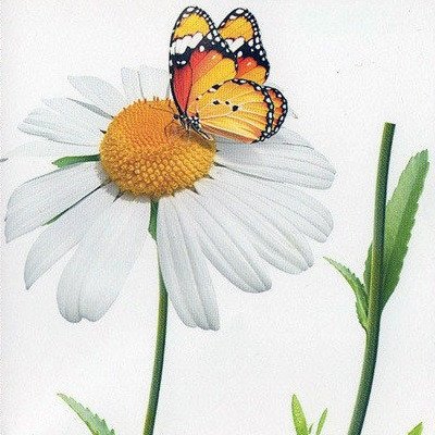 Наклейка декоративная АртДекор №6 Ромашка бабочка