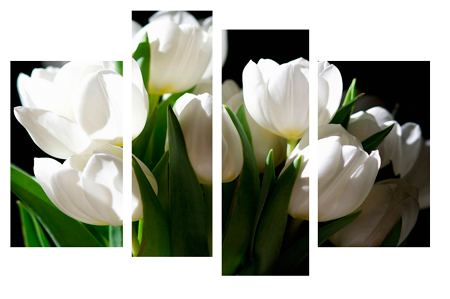 Картина модульная 4 части Белые тюльпаны 80 х 120 см