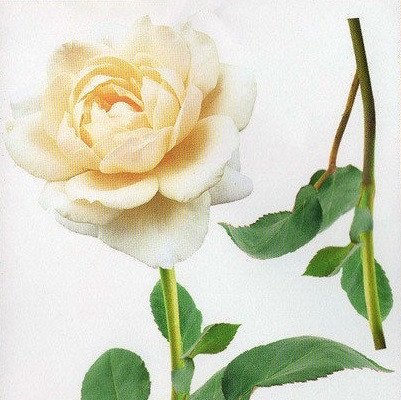 Наклейка декоративна Артдекор №10 Біла троянда
